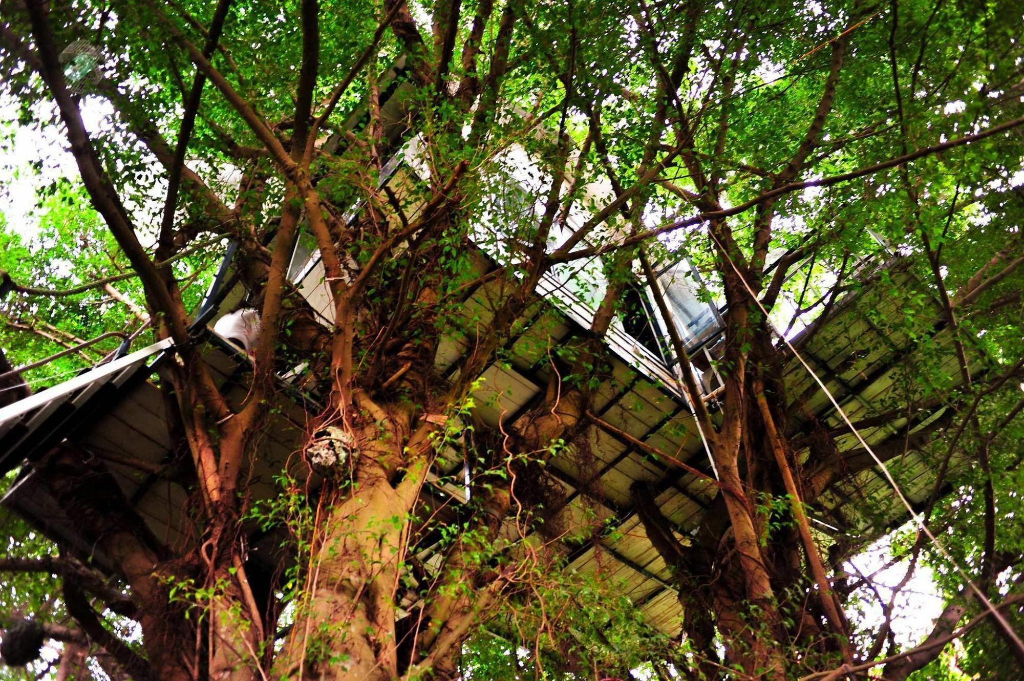 Dao Anh Khanh Tree House هانوي المظهر الخارجي الصورة